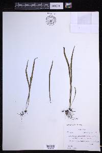 Lepisorus loriformis image