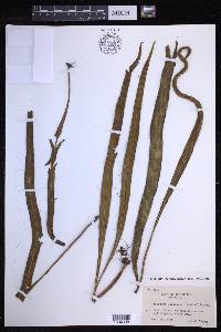 Lepisorus kawakamii image