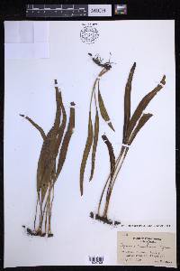 Lepisorus kawakamii image