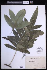 Lecanopteris pustulata image