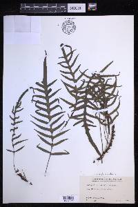 Lecanopteris pustulata image