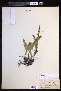 Lepisorus kawakamii image