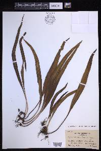 Lepisorus kawakamii image