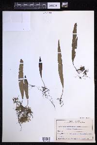 Lepisorus distans image