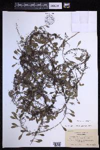 Lepisorus microphyllus image