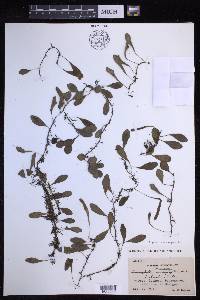 Lepisorus microphyllus image