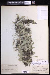 Lepisorus microphyllus image