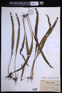 Lepisorus kawakamii image