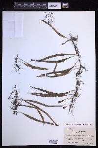 Lepisorus monilisorus image