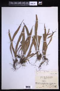 Lepisorus oligolepidus image