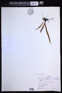 Lepisorus contortus image