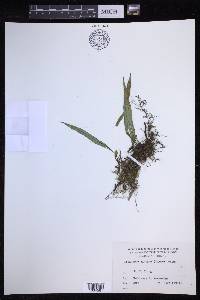 Lepisorus distans image