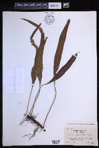 Lepisorus megasorus image