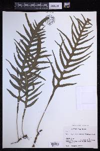 Lecanopteris scandens image