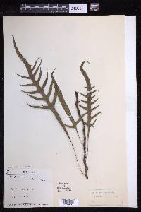 Lecanopteris pustulata image