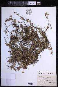 Lepisorus microphyllus image
