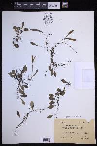 Lepisorus microphyllus image