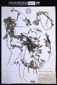 Lepisorus microphyllus image