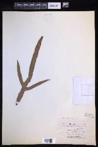 Lecanopteris pustulata image