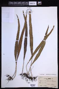 Lepisorus kawakamii image
