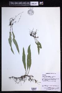 Lepisorus obscurevenulosus image