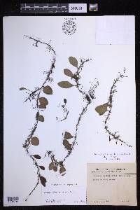 Lepisorus microphyllus image