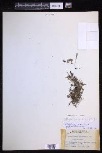 Lepisorus microphyllus image