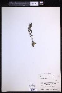 Lecanopteris pustulata image