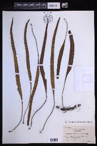 Lepisorus megasorus image