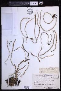 Hovenkampia schimperiana image