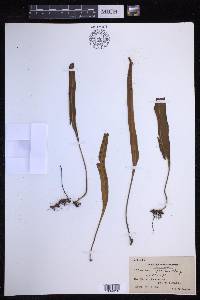 Lepisorus megasorus image
