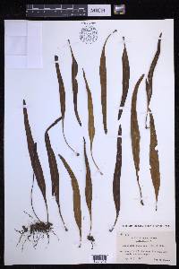Lepisorus megasorus image