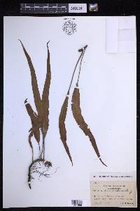 Lepisorus obscurevenulosus image
