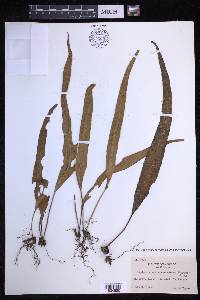Lepisorus obscurevenulosus image