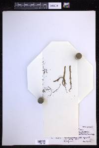Grammitis kyimbilensis image