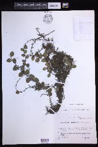 Lepisorus microphyllus image