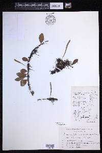 Lepisorus microphyllus image