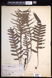 Lecanopteris pustulata image
