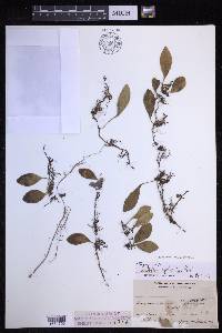Lepisorus microphyllus image