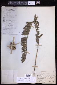 Lecanopteris pumila image
