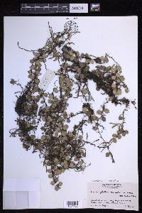 Lepisorus microphyllus image