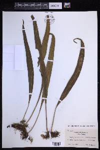 Lepisorus kawakamii image
