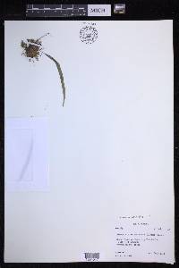 Lepisorus clathratus image