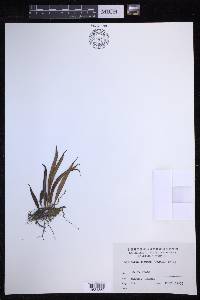 Lepisorus distans image