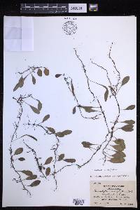 Lepisorus microphyllus image