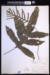 Lecanopteris pustulata image