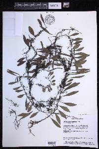 Lepisorus diversus image