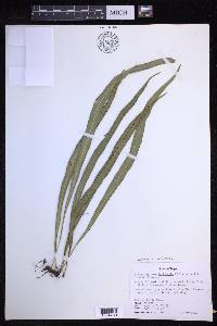Lepisorus loriformis image