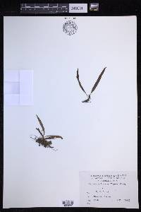 Lepisorus distans image