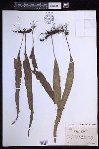Lepisorus obscurevenulosus image